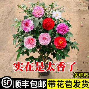 �������軨�����ļ�����ɽ�軨���҃�ֲ����B��ɫ�൤�����ͻ���