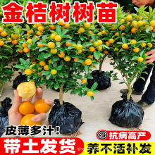 ��Ƥ��ۘ���玧���l؛���Ե����ļ���̖�����ʳ���҃ȳ��G�Gֲ