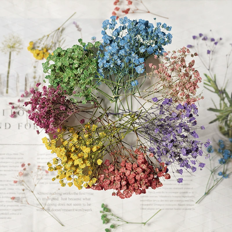 Гипсофила оптом сушеный цветок оболочка мобильного телефона DIY настоящий цветок наклейки настоящий листовой материал образцы растений сушеные цветы
