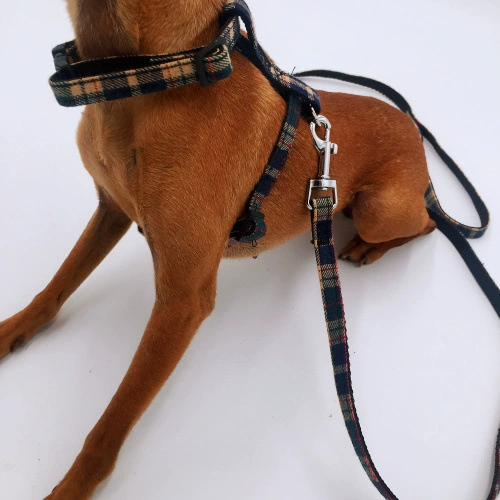 Pet Cat Нагрудный ремень Тяговый веревочный жилет Кошачий ремень Кошачья прогулочная веревка Кошачья цепь Висячая кошачья веревка