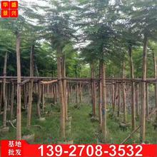 广东政工凤凰金凤凰木分红米绿化工程苗木红花公分楹树苗树市政工