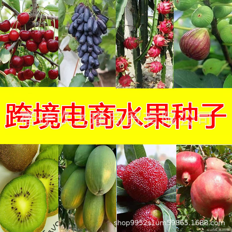 Cross-border wholesale fruit seeds