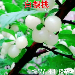 �޽ә����� ������������� ���������Ҙ��� �ϱ����Nֲ������