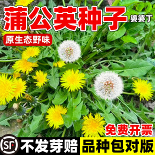 �ѹ�Ӣ�N��Ұ�����Ŷ��N���²��ļ����N�S����Nֲ������