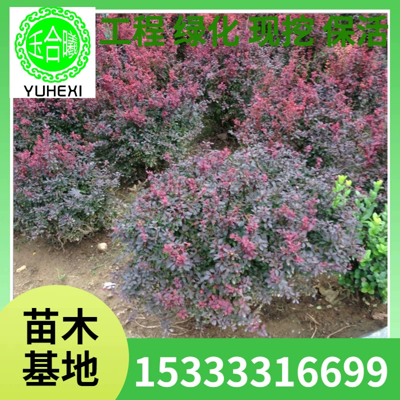 Основные поставки шариков бербериса с красными листьями, бербериса с красными листьями, вечнозеленого озеленения двора, балкона, двора, полные характеристики