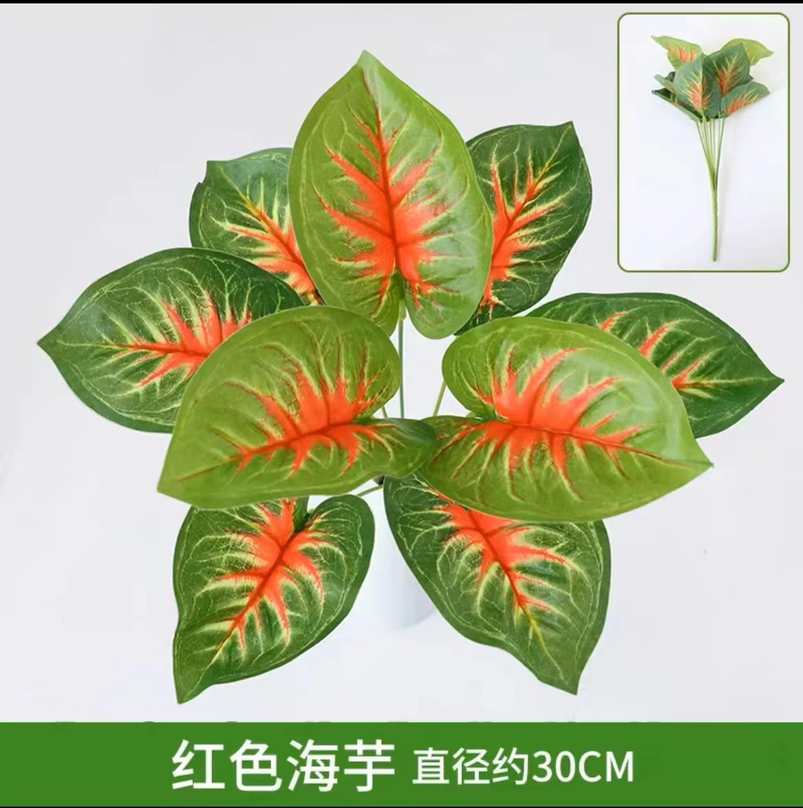 Red alocasia