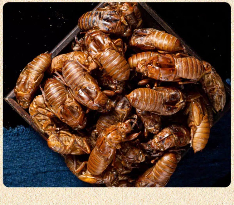 Chan Tui (Cryptotympana pustulata) — Wild-Harvested Dried Cicada Slough, 500g in use