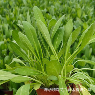 High-Quality Flower and Perennial Geranium, Garden Greening and Green Space, Qingzhou Cultivates a Variety of Perennial Ground Cover Florals