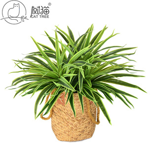 ��؈����Gֲ50�~���m�݆�֧�m����ֲ�����҃��b����ϲ����l