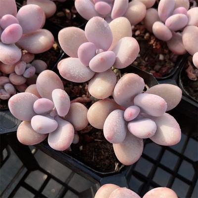 3개의 머리가 달린 복숭아 알 오래된 더미 1개