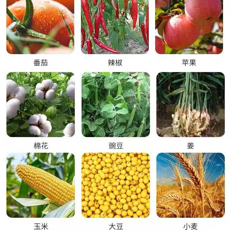 Caixa inteira Inseticida Cialotrina de Alto Desempenho Controle Vegetal Árvore de Frutas Aphid Inseto Vegetal Praga Inseticida 4