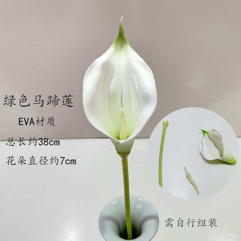 녹색 칼라 릴리