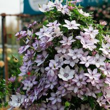 �ʺ�Ļ��@�F��ɏ��������а����نΰ��ذ��̨ͥԺ�����ٱ�����