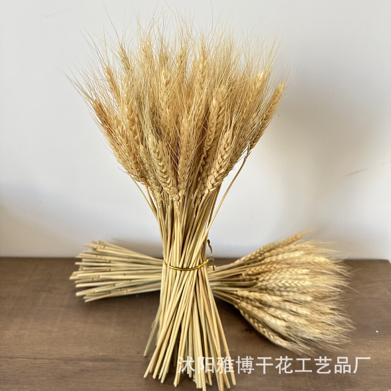 Primary color barley Zen wheat ear dried flower barley flower basket primary color wheat ear shooting props wholesale Amazon