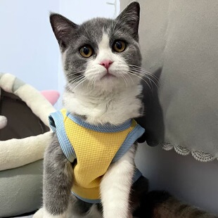 С�����·����b����؈��̩�ϱ��ܿ»�����С��Ȯ��Ȯ���쌙�ﱳ��