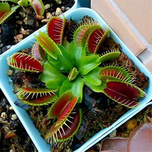 Flytrap Potted Insectivorous Plant Mosquito Repellent Grass Seedling Succulent Plant Venus Flytrap Green Plant Flower