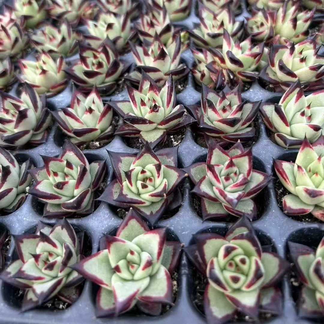 Ebony Juice Ebony 2-3см Серия Ebony