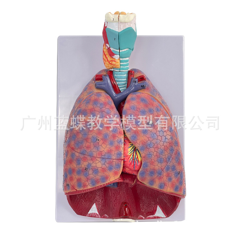 ��Ȼ��������ķ�ģ�ͺ�����״�ٷ�����ģ�ͺ���ϵͳ�β��������