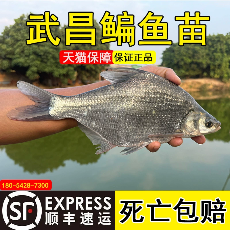 Рыба-фри из Учан, треугольный карась, карась, треугольный карась-фри, пресноводная аквакультура, съедобная живая плоская рыба-фри оптом