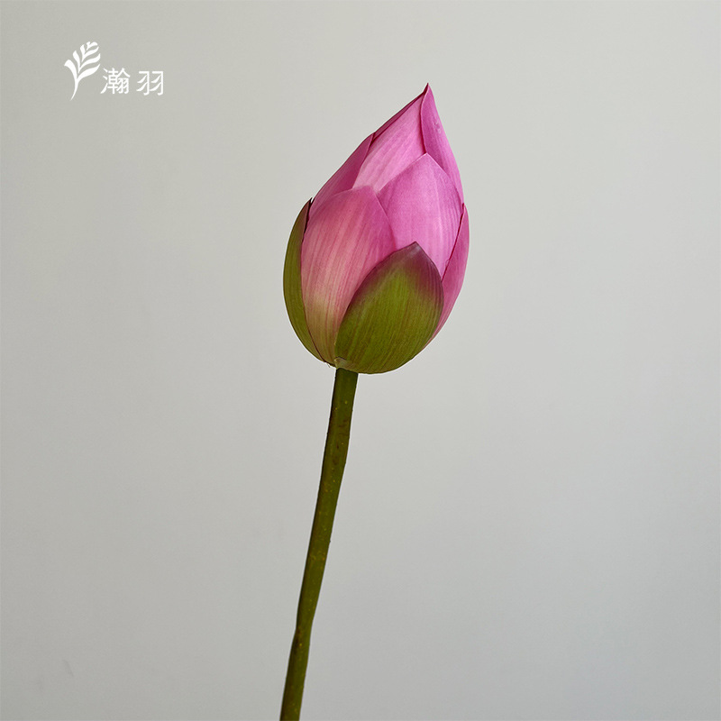 로터스 버드 파우더