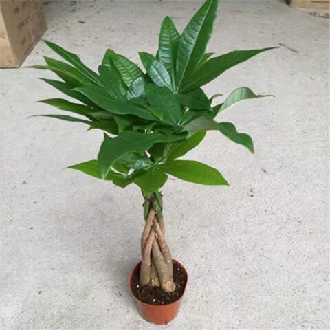 Dropshipping Money Tree Potted Braided Large Four-Season Evergreen Combination Green Plant Money Tree Indoor Purification Empty