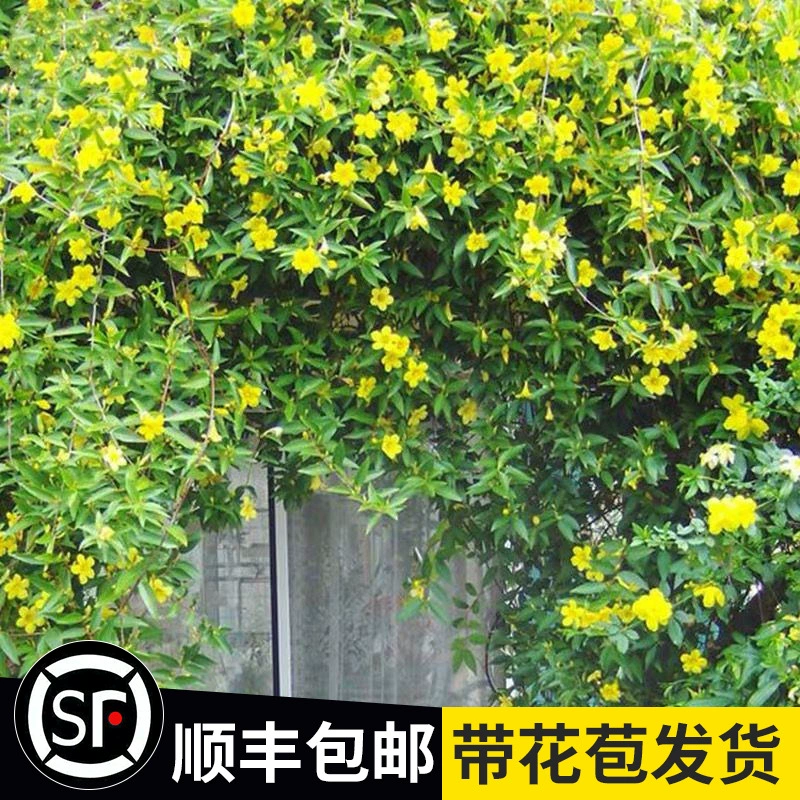 [Доставка с цветочными бутонами] Французские духи ротанга горшечных растений Крытый ароматный ротанга Жасмин цветущих вьющихся растений Four Seasons