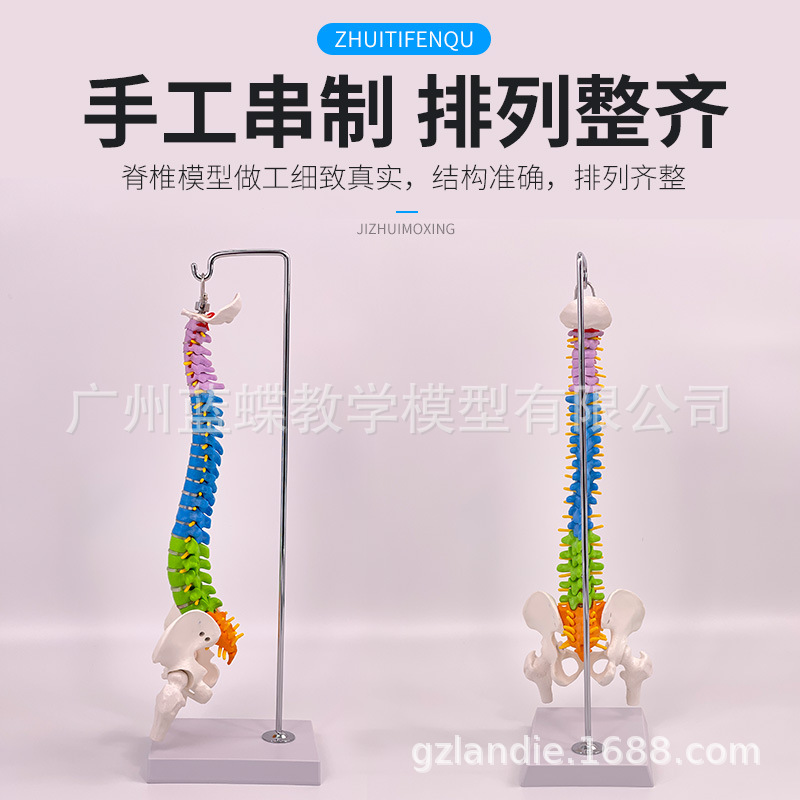 45CM��ɫ���弹׵ģ�ʹ�����ɹ�β�Ǽ���������׵��׵����ģ��