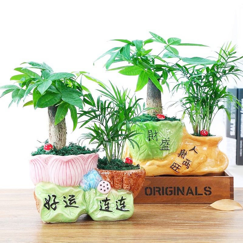 Money Tree Potted Asparagus Indoor Florals Small Bonsai Office Green Plants Living Room Fortune Money Tree Potted Plants