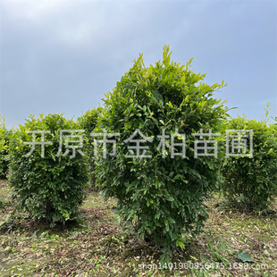 ���~ˮϞ�G�h��������ľ���ͽ��~ˮϞ��Ǥ��С��|��ˮϞ��������