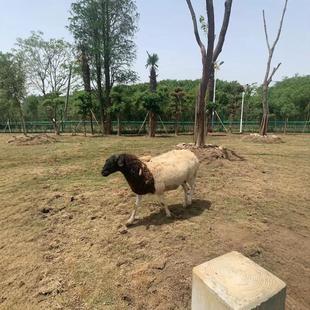 ������Ʒ�N����������Xһֻ ���^�Ȍ��������u�Č�����r��