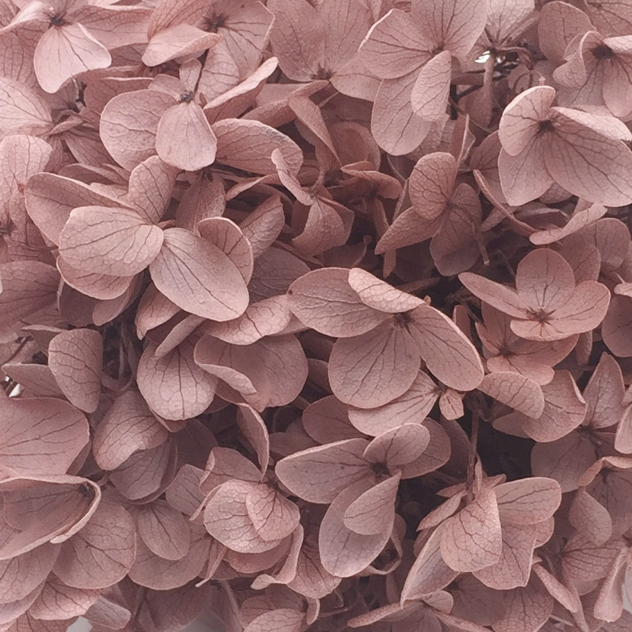 Carne en polvo-100g/caja