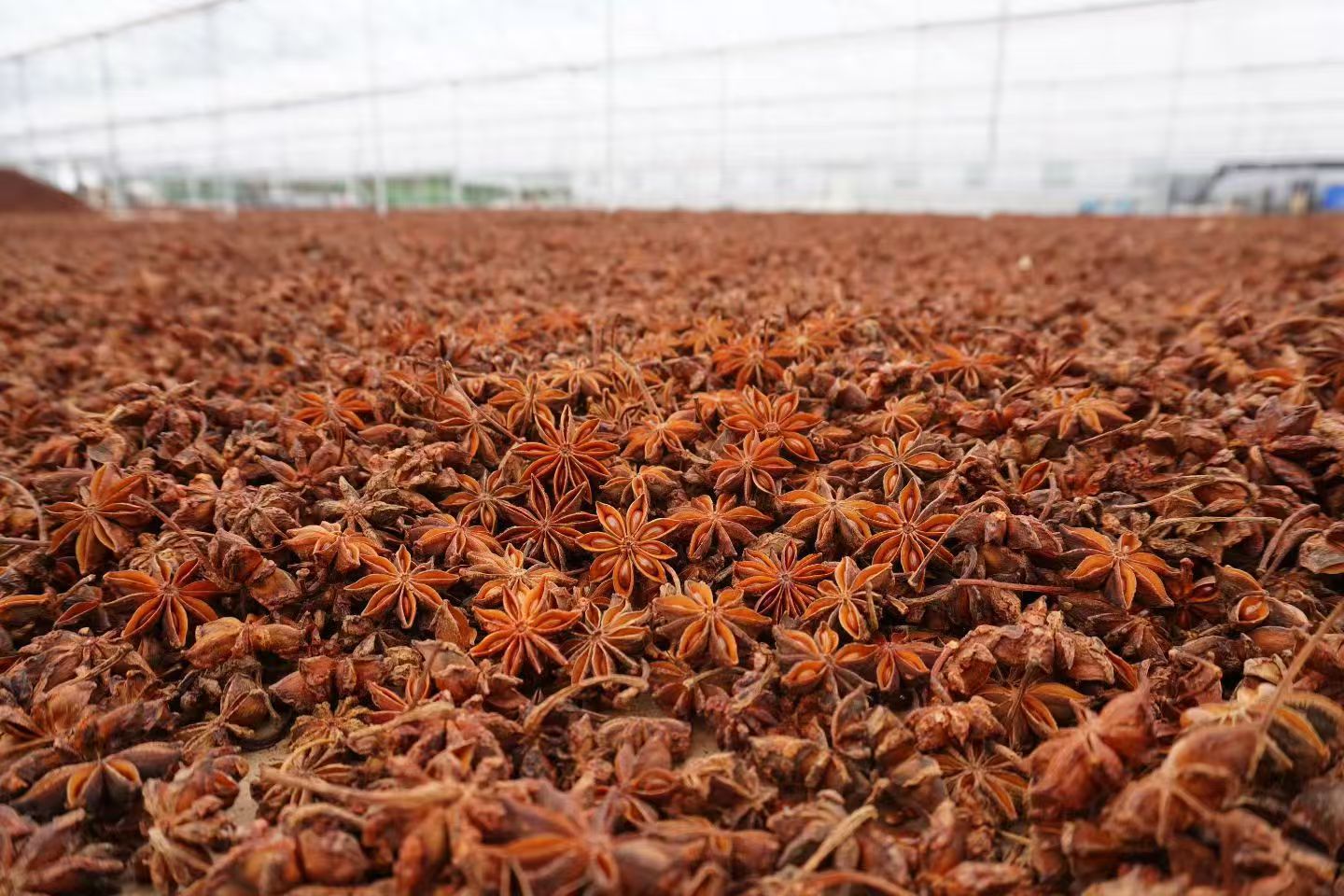 Guangxi Star Anise Ba Jiao Whole Dried Pods Sun Dried Culinary Spice 60g quality and texture
