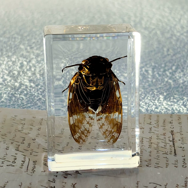 Cicada