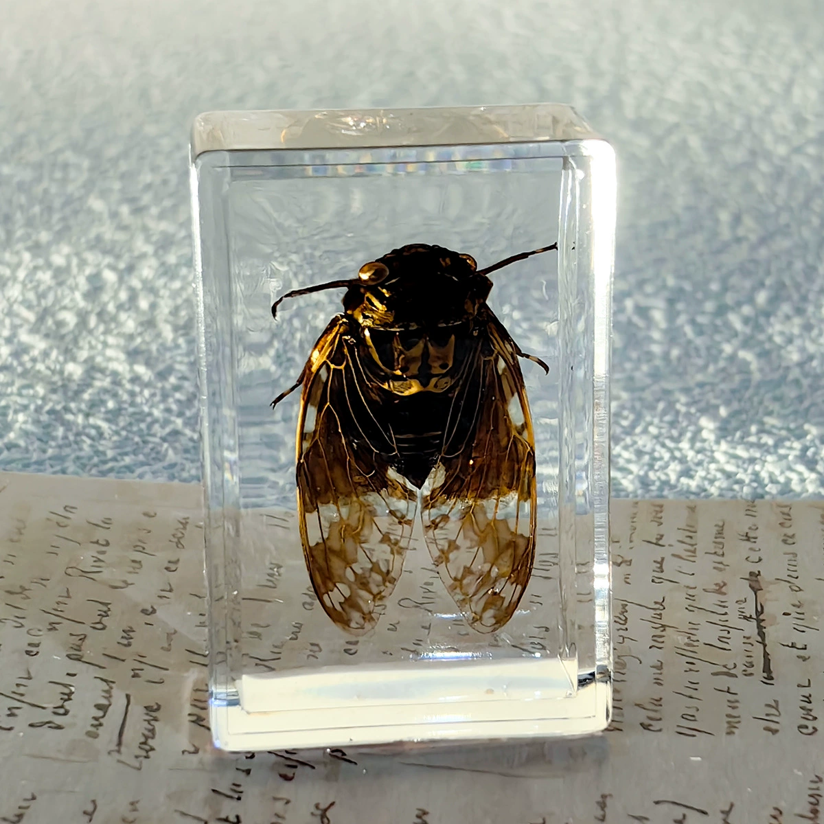 Настоящий образец насекомого в смоле, прозрачная кристальная клей Amber, скорпион, паук, трахинядий кроссовер декоративный