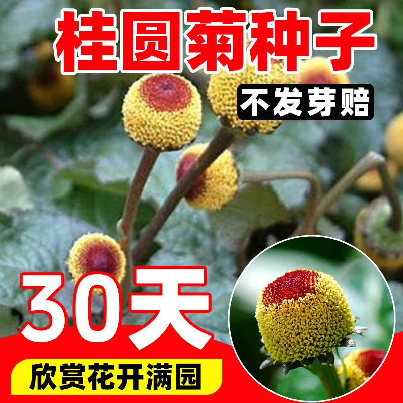 桂圆菊花种子四季种植开花易活观赏庭院阳台花种籽金纽扣盆栽花苗