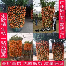 ����ļ�����ɰ������������������һƷ�t�һ��仨�܏V�ݷ�ɽͬ��