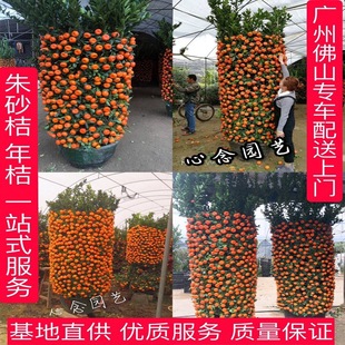 ����ļ�����ɰ������������������һƷ�t�һ��仨�܏V�ݷ�ɽͬ��