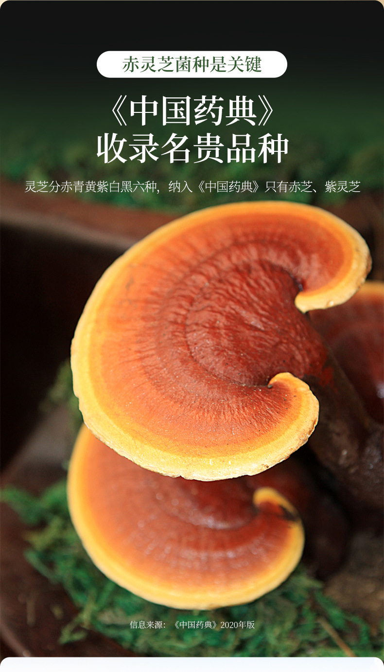 Organic Broken Wall Reishi Spore Powder 60g Box Lingzhi Mushroom Powder for Daily Wellness key features