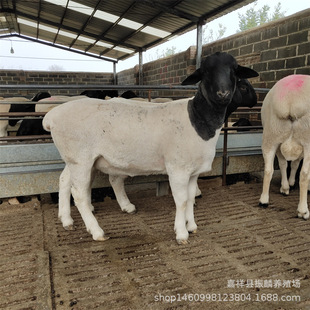 ����С�d�� ������  �Ų��d���BֳЧ��С������ĸ��