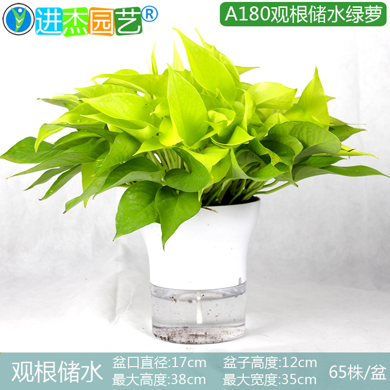 180��Ҷ�۸���ˮ