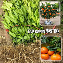 ĴɶɳǽӘɰ޽ӸϱNֲ