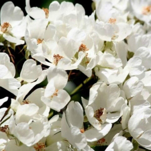 С���Nޱ�N��Ұɽľ��С���h�{ �t�G��С��ѻ���������ľ��N��