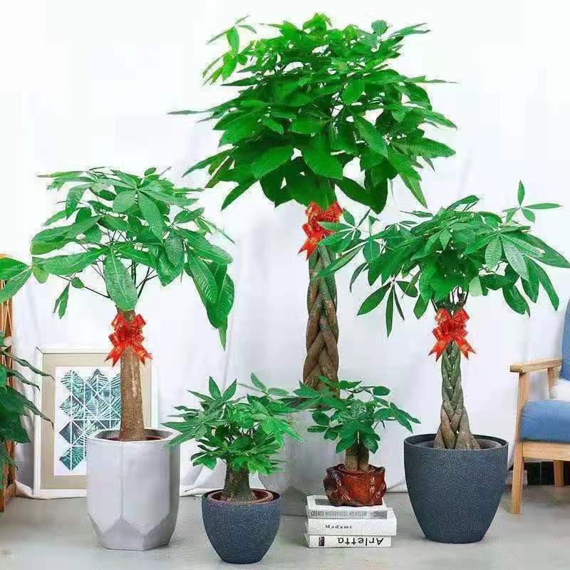 Money Tree Living Room Potted Plant to Attract Wealth, Purify Air and Absorb Formaldehyde, Large Green Plant in the Office, Evergreen Plant in All Seasons