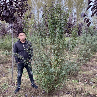 �S��õ��� �����S��õ �༾��õ �t��÷ ��õ�� �༾��÷�G�h��