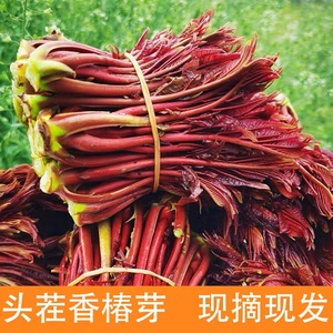 现货头茬香椿芽春季嫩芽露天红油香椿菜现摘现发