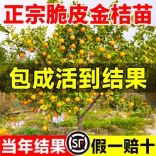 ���ڏV����Ƥ��ۘ���玧���l���Ә��ϱ�������ͥԺ���Ԯ���Y��