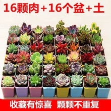 ���� ����ֲ�� ���ԽM�� ���A�ײ��ҵ� �S�� �t��ʯ �Gֲ���܈@ˇ