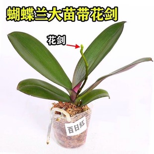 �����m���玧���������������m������͏d�҃�ֲ�ﻨ���ļ����B��