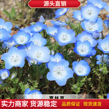 喜林草蓝色粉蝶花籽20粒婴儿的眼泪种子花坛花海阳台盆栽秋季播种