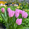 Tulip species ball big ball tulip seeds soil Peiwu View flower potted potted perennial ball root -resistant flowers